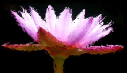 water lily ripples